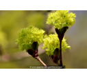 ACER platanoides ou Érable plane, de Norvège - Pépinière du Penthièvre ACER platanoides ou Érable plane, de Norvège - Pépinière du Penthièvre