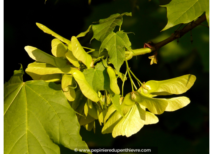 ACER platanoides ou Érable plane, de Norvège - Pépinière du Penthièvre ACER platanoides ou Érable plane, de Norvège - Pépinière du Penthièvre