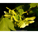 ACER platanoides ou Érable plane, de Norvège - Pépinière du Penthièvre ACER platanoides ou Érable plane, de Norvège - Pépinière du Penthièvre