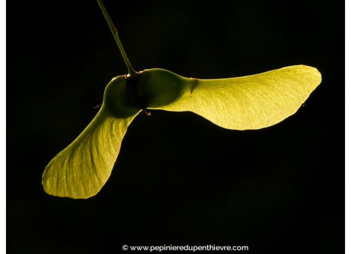 ACER platanoides ou Érable plane, de Norvège - Pépinière du Penthièvre ACER platanoides ou Érable plane, de Norvège - Pépinière du Penthièvre