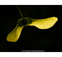 ACER platanoides ou Érable plane, de Norvège - Pépinière du Penthièvre ACER platanoides ou Érable plane, de Norvège - Pépinière du Penthièvre
