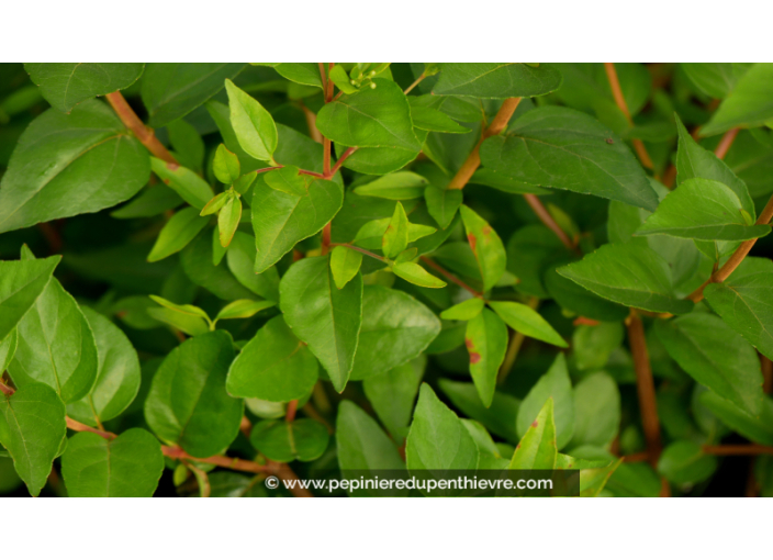 ABELIA chinensis 'White Surprise'