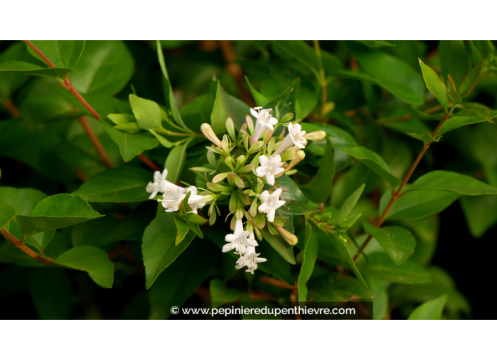 ABELIA chinensis 'White Surprise'