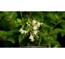 ABELIA chinensis 'White Surprise'
