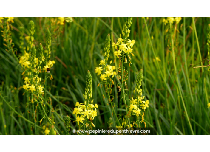 BULBINE frutescens
