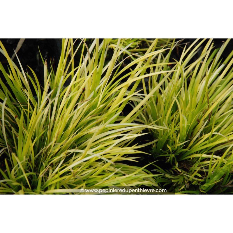 ACORUS gramineus 'Hakuro Nishiki'