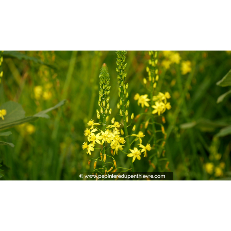 BULBINE frutescens