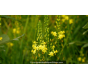 BULBINE frutescens