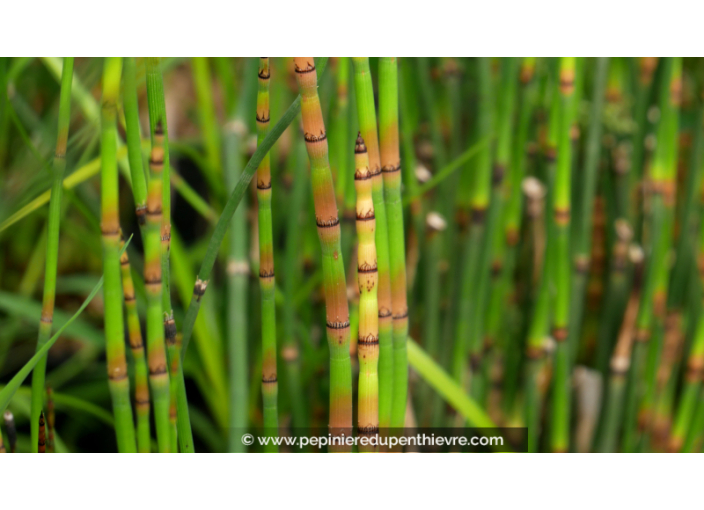 EQUISETUM hyemale 'Robustum'