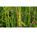 EQUISETUM hyemale 'Robustum'