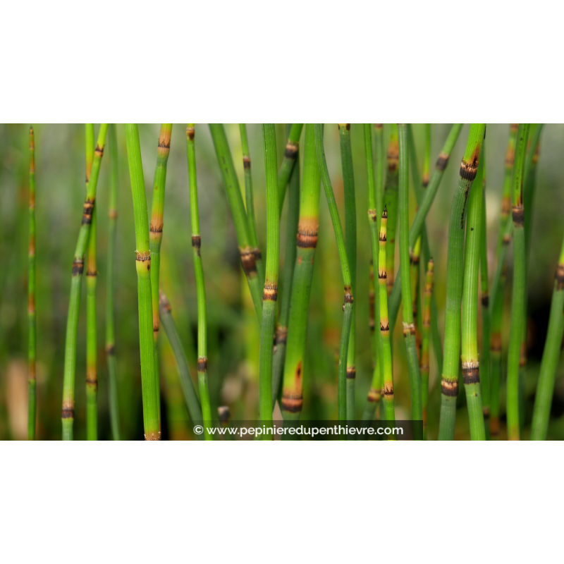 EQUISETUM hyemale 'Robustum'