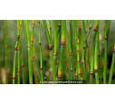 EQUISETUM hyemale 'Robustum'