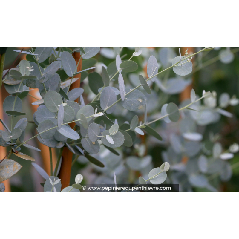 EUCALYPTUS gunnii 'Silverana'