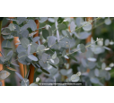 EUCALYPTUS gunnii 'Silverana'