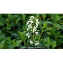ESCALLONIA \'Iveyi\'