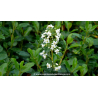 ESCALLONIA \'Iveyi\'