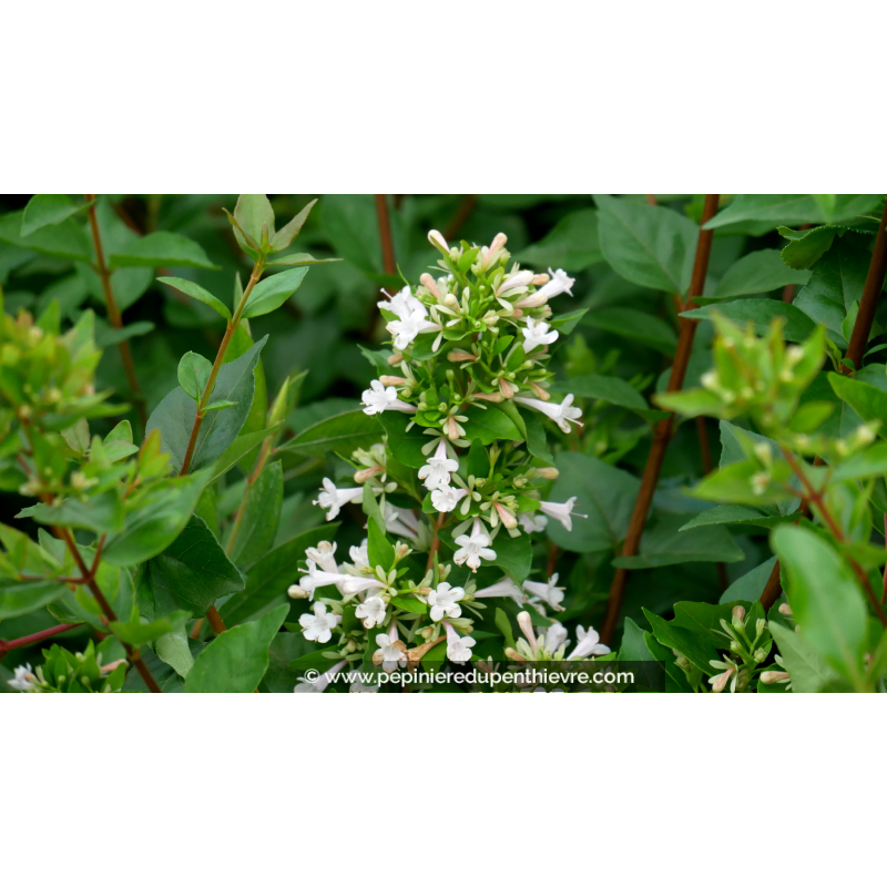 ABELIA chinensis 'White Surprise'