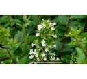 ABELIA chinensis 'White Surprise'