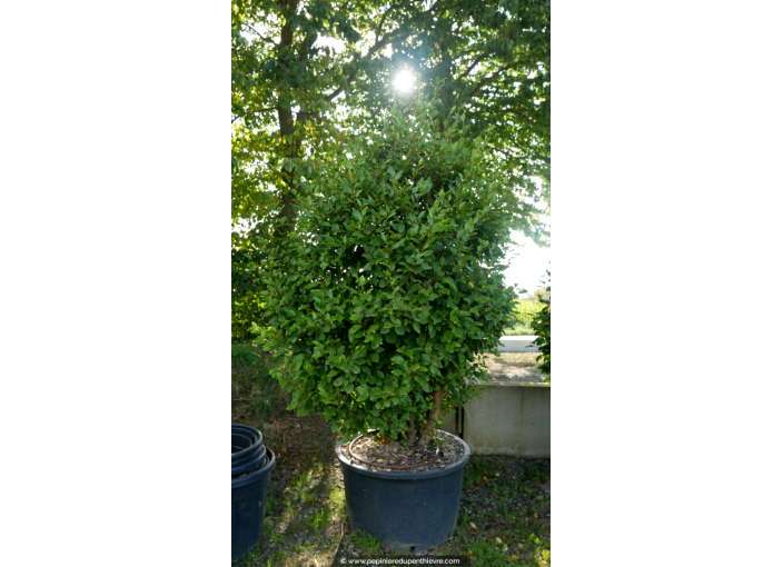 GRISELINIA littoralis 250-300