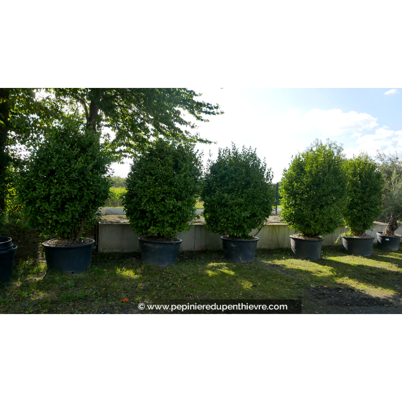 GRISELINIA littoralis 250-300