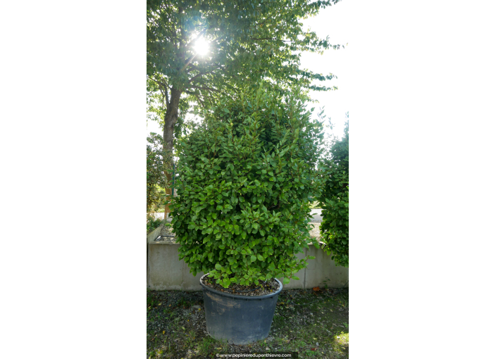 GRISELINIA littoralis 250-300