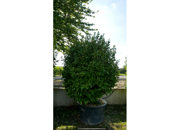 GRISELINIA littoralis 250-300