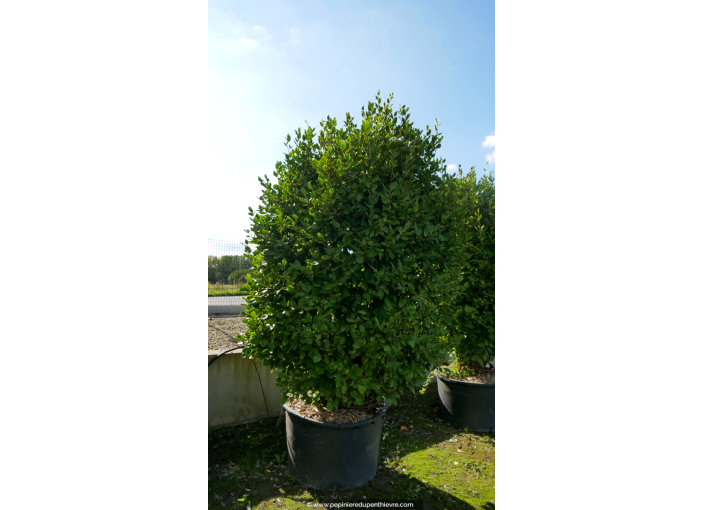 GRISELINIA littoralis 250-300
