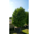 GRISELINIA littoralis 250-300