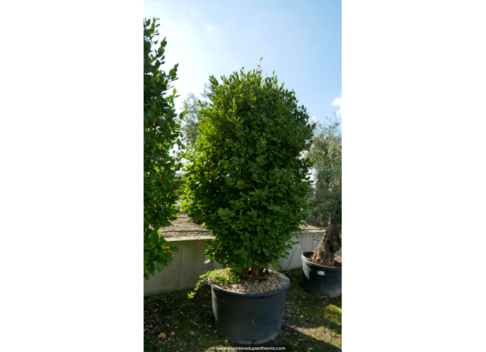 GRISELINIA littoralis 250-300