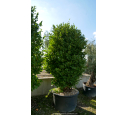 GRISELINIA littoralis 250-300