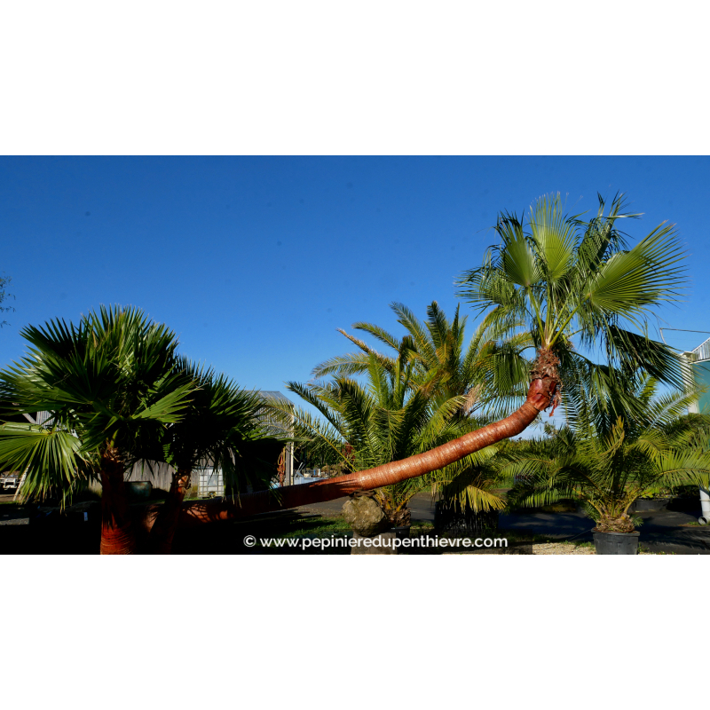 WASHINGTONIA robusta 'Tronc 500/550 Couché'