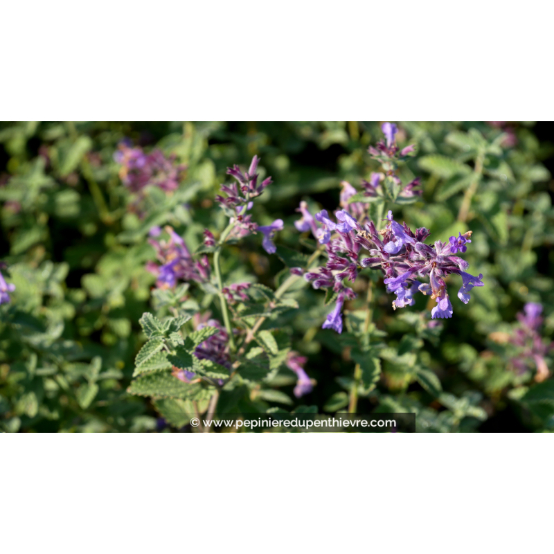 NEPETA faassenii 'Six Hills Giant'