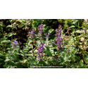 NEPETA mussinii