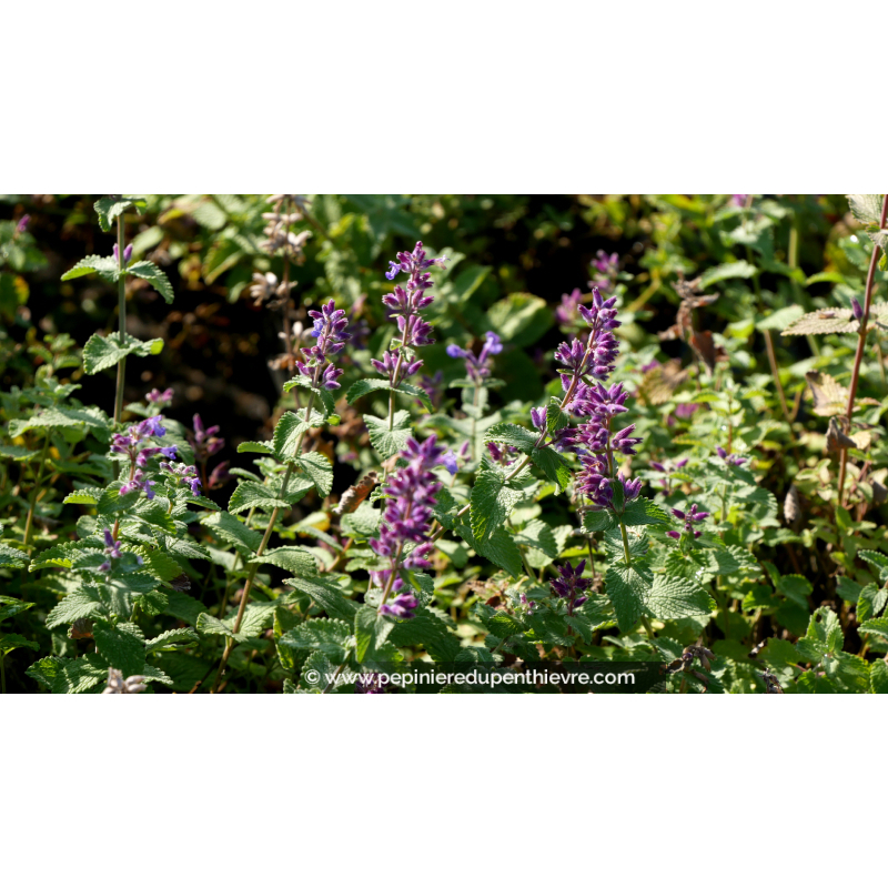 NEPETA mussinii
