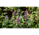 NEPETA mussinii NEPETA mussinii