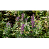 NEPETA mussinii