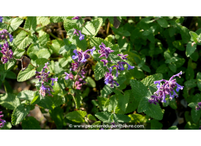 NEPETA mussinii NEPETA mussinii