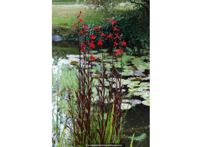 LOBELIA 'Queen Victoria'