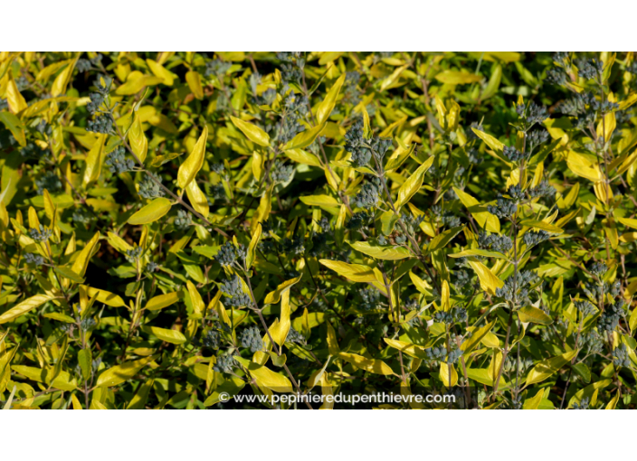 CARYOPTERIS x clandonensis 'Worcester Gold' CARYOPTERIS x clandonensis 'Worcester Gold'