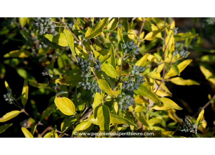 CARYOPTERIS x clandonensis 'Worcester Gold' CARYOPTERIS x clandonensis 'Worcester Gold'