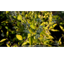 CARYOPTERIS x clandonensis 'Worcester Gold' CARYOPTERIS x clandonensis 'Worcester Gold'