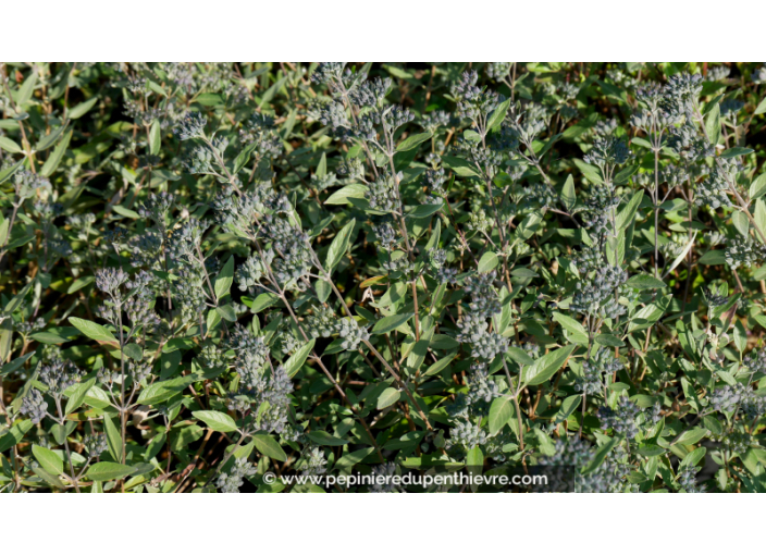 CARYOPTERIS x clandonensis 'Heavenly Blue' CARYOPTERIS x clandonensis 'Heavenly Blue'