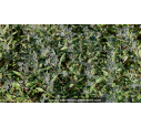 CARYOPTERIS x clandonensis 'Heavenly Blue' CARYOPTERIS x clandonensis 'Heavenly Blue'