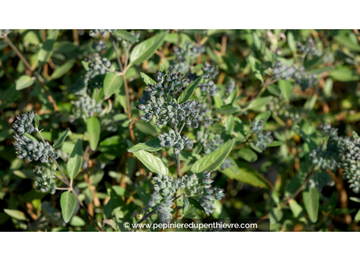 CARYOPTERIS x clandonensis 'Heavenly Blue' CARYOPTERIS x clandonensis 'Heavenly Blue'