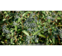 CARYOPTERIS x clandonensis 'Heavenly Blue' CARYOPTERIS x clandonensis 'Heavenly Blue'