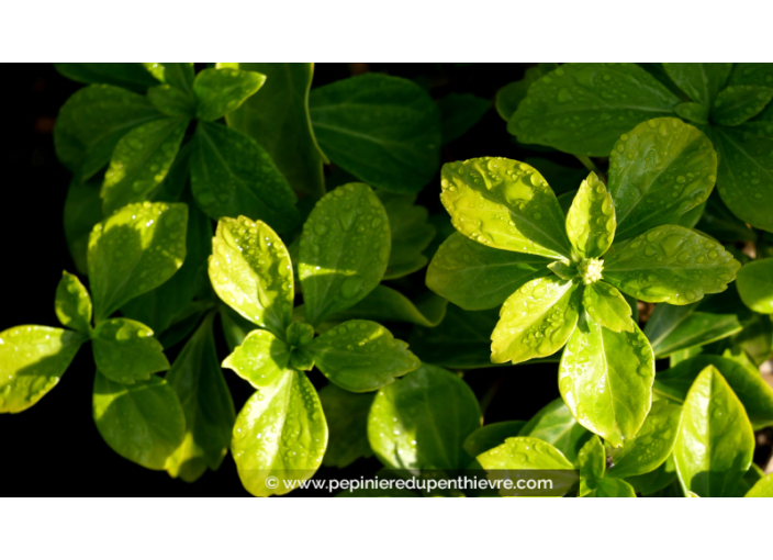 PACHYSANDRA terminalis