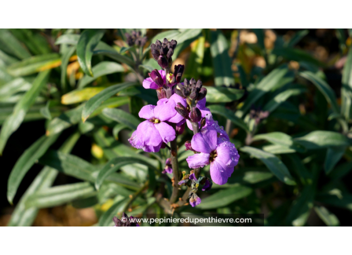 ERYSIMUM 'Bowles Mauve'