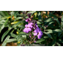 ERYSIMUM 'Bowles Mauve'