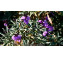 ERYSIMUM 'Bowles Mauve'
