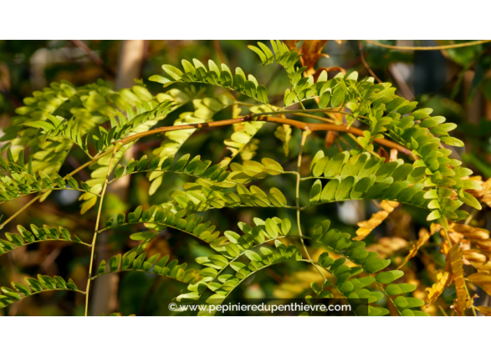 GLEDITSIA triacanthos 'Sunburst'